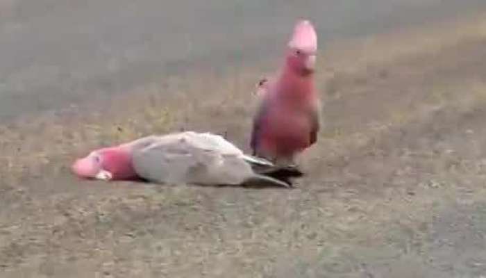 Most Heartbreaking Love Birds Video Viral On Social Media