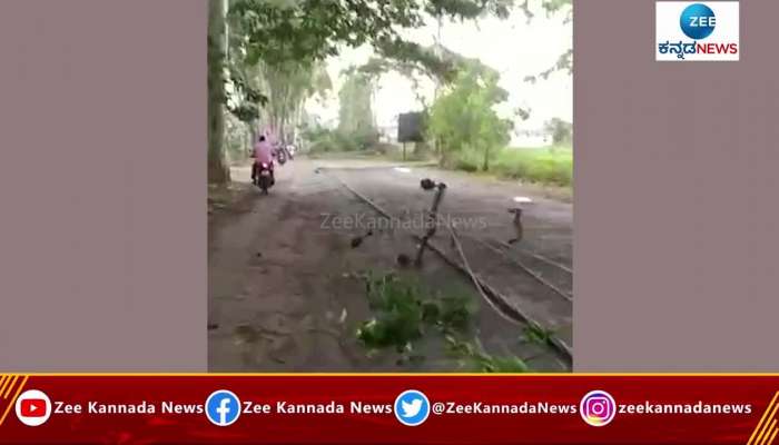 Heavy rain lashes out at mandya: trees felldown 