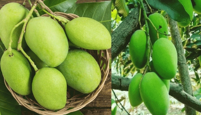  Benefits of raw Mango : ಶುಗರ್ ನಿಯಂತ್ರಣ ಮಾಡಲು ಮಾವಿನಕಾಯಿ ಹೇಗೆ ಸಹಾಯ ಮಾಡುತ್ತದೆ ತಿಳಿದಿದೆಯಾ? 