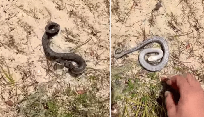 Snake Viral Video : ಮಾನವ ಹತ್ತಿರ ಬರುತ್ತಿದ್ದಂತೆಯೇ ಸತ್ತು ಬಿದ್ದಂತೆ ನಟಿಸುವ ನಟ ಭಯಂಕರ ಹಾವು