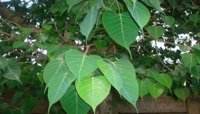Peepal Leaf Remedies: ಹಣಕಾಸಿನ ತೊಂದರೆಯಿಂದ ಹೊರಗಳು ಅರಳಿ ಎಲೆಗಳ ಈ ಕ್ರಮ ಅನುಸರಿಸಿ  title=