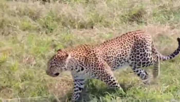 Viral Video: Leopard Roaming freely in Koppal District, Local Peoples Sacred