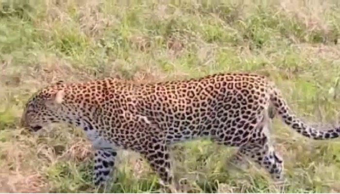 Leopard: ಪೊಲೀಸ್ ಠಾಣೆ ಹಿಂದೆ ಓಡಾಡಿದ ಚಿರತೆ, ಸ್ಥಳೀಯರಲ್ಲಿ ಆತಂಕ!