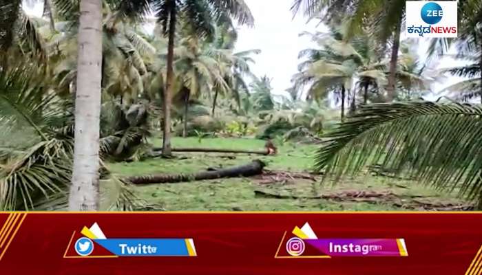 Heavy rain splashes out more than 90 coconut tree in mandya districts 