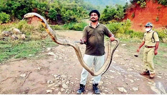 Viral News: ಜಮೀನಿಗೆ ಎಂಟ್ರಿ ಕೊಟ್ಟ 13 ಅಡಿ ಉದ್ದದ ಕಿಂಗ್ ಕೋಬ್ರಾ! ಆಮೇಲೇನಾಯ್ತು?