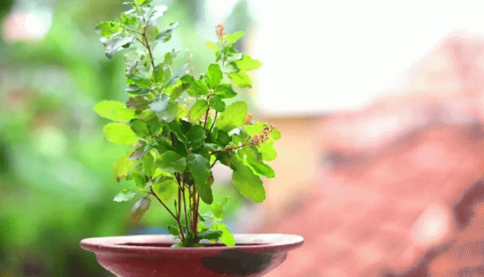 Tulsi Plant Remedies : ಈ ನಾಲ್ಕು ದಿನ ಅಪ್ಪಿ ತಪ್ಪಿಯೂ ತುಳಸಿ ಗಿಡಕ್ಕೆ ನೀರು ಅರ್ಪಿಸಬೇಡಿ, ಮುನಿಸಿಕೊಳ್ಳುತ್ತಾಳೆ ಲಕ್ಷ್ಮೀ 