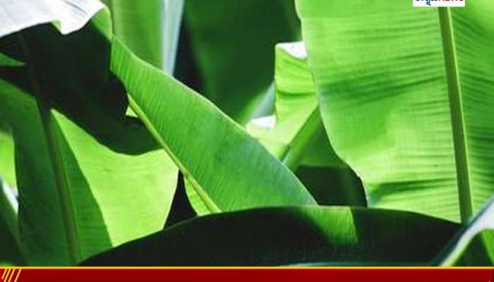 Health Tips: Surprising Health Benefits Of Using Banana Leaf