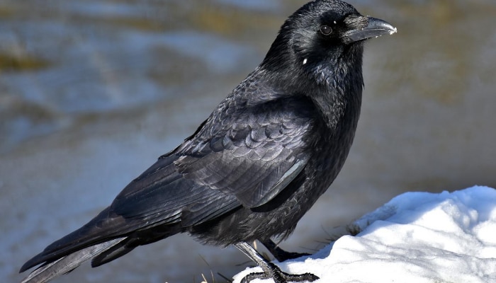 Good And Bad Indications Of Crow: ಶುಭ ಹಾಗೂ ಅಶುಭಗಳ ಕುರಿತು ತುಂಬಾ ಮಹತ್ವದ ಸಂಕೇತಗಳನ್ನು ನೀಡುತ್ತದೆ ಯಮದೂತ ಕಾಗೆ