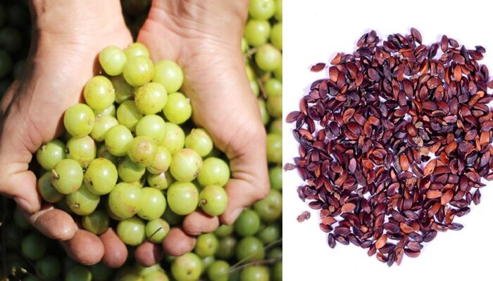 Amla Seeds Benefits : ನೆಲ್ಲಿ ಕಾಯಿ ಬೀಜದಲ್ಲಿದೆ, ಅದ್ಭುತ ಆರೋಗ್ಯ ಪ್ರಯೋಜನಗಳು!