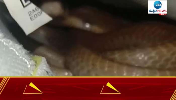 snake found in Shoe: incident in Tumkur