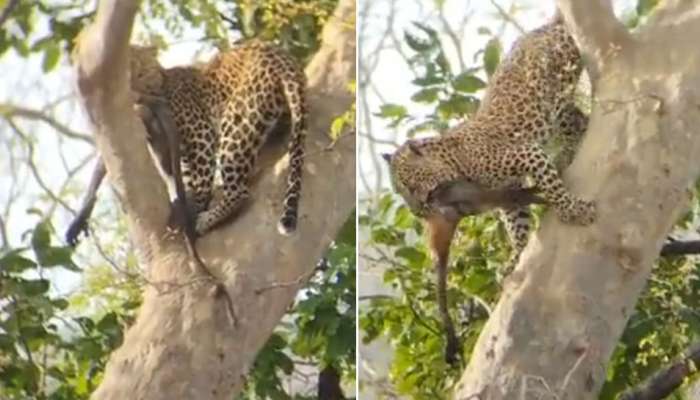 Monkey Leopard Video: ಮರದ ಮೇಲೇರಿದ ಕೋತಿಯನ್ನು ಜಿಗಿದು ಹಿಡಿದ ಚಿರತೆ- ವಾಚ್ ಶಾಕಿಂಗ್  ವಿಡಿಯೋ title=
