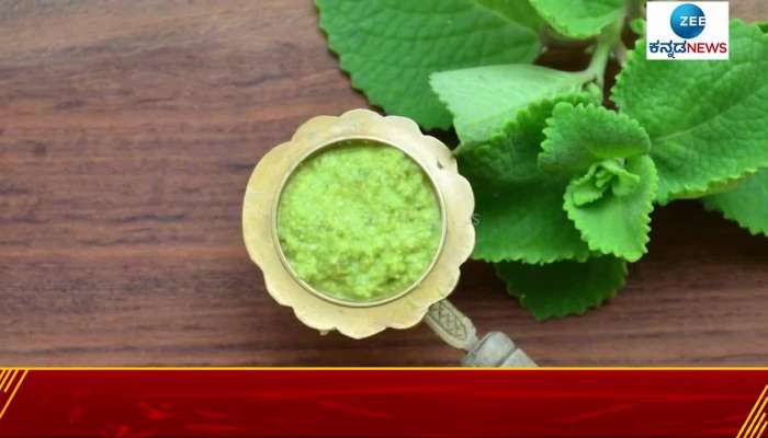 Mexican mint is very beneficial for health 