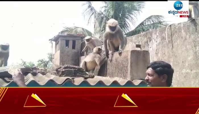    Monkey trobling villagers 