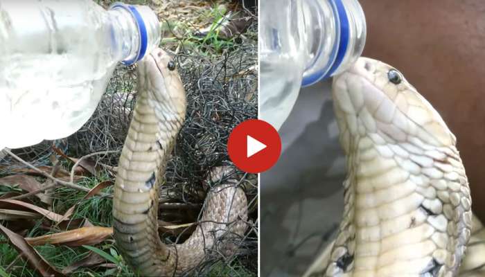 Thirsty Cobra Video: ಬಾಯಾರಿಕೆಯಿಂದ ಬಳಲುತ್ತಿದ್ದ ಕಿಂಗ್ ಕೋಬ್ರಾಗೆ ನೀರು ಕುಡಿಸಿದ ಭೂಪ 