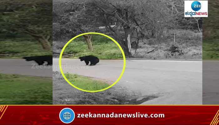 Bear sleep in mid of the road video viral 