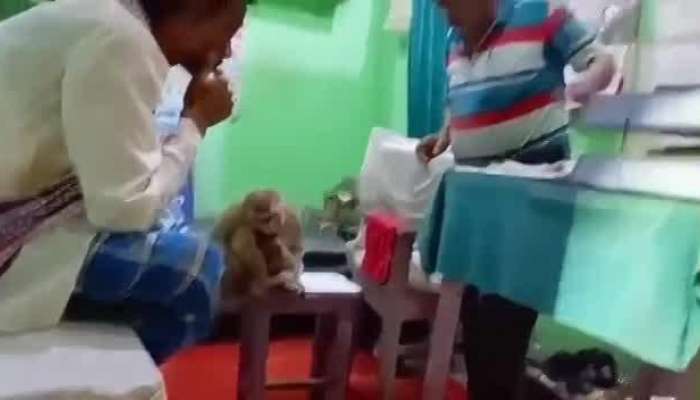 Viral video: Monkey goes to Bihar clinic with its baby to get her wound treated