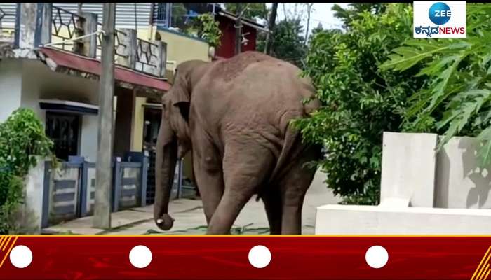 Viral elephant Video
