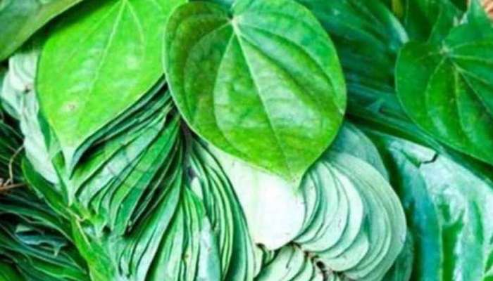 Betel Leaves Remedies: ಹಣಕಾಸಿನ ಬಿಕ್ಕಟ್ಟಿನಿಂದ ತೊಂದರೆಗೀಡಾಗಿದ್ದೀರಾ? ವೀಳ್ಯದೆಲೆಯ ಈ ಪರಿಹಾರಗಳನ್ನು ಮಾಡಿ