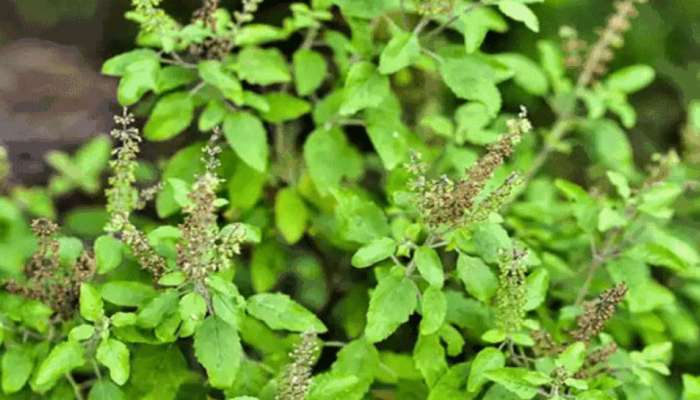 Dry basil leaves remedies for lakshmi blessings also get desired boon | ಲಕ್ಷ್ಮಿ ಆಶೀರ್ವಾದಕ್ಕಾಗಿ ಒಣ ತುಳಸಿ ಎಲೆಗಳ ಈ ಪರಿಹಾರ ಮಾಡಿ Spiritual News in Kannada