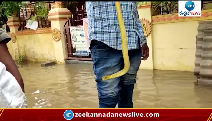 snake found in rain water