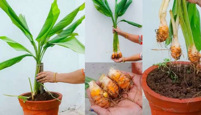 Vastu Tips for Haldi Plant: ಮನೆಯಲ್ಲಿ ಅರಿಶಿನ ನೆಟ್ಟರೆ ಶುಭವೇ? ವಾಸ್ತು ಶಾಸ್ತ್ರ ಏನು ಹೇಳುತ್ತೆ? title=
