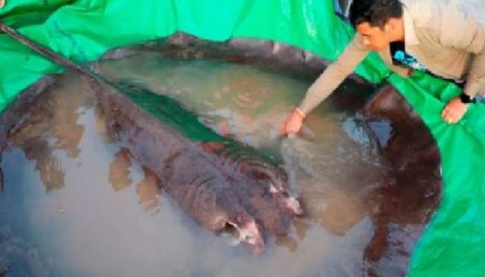 World Biggest Fish: ವಿಶ್ವದ ಅತಿದೊಡ್ಡ ಮೀನು, ತೂಕ ತಿಳಿದರೆ ಬೆಚ್ಚಿ ಬೀಳುವಿರಿ!  title=