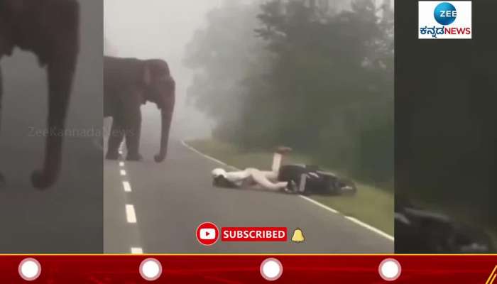 Elephant in mid road biker scaring video viral