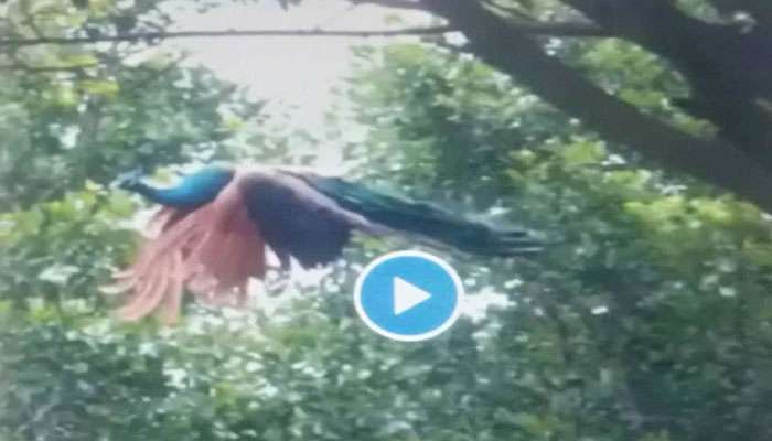  Video: ಆಕಾಶದೆತ್ತರಕ್ಕೆ ಹಾರಿ ಸೋಜಿಗ ಹುಟ್ಟಿಸಿದ ನವಿಲು 