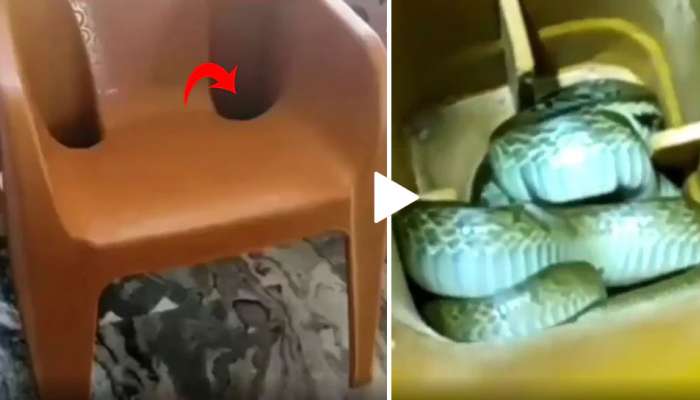 Snake Viral Video: ನಿಮ್ಮ ಮನೆಯಲ್ಲಿಯೂ ಇಂತಹ ಕುರ್ಚಿ ಇದ್ದರೆ ಹುಷಾರ್! title=