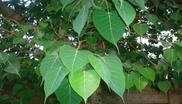 Asvattha Tree Health Benefits-ಅಶ್ವತ್ಥ ಮರ ಜೀವನ ರಕ್ಷಕ ಸಂಜೀವನಿಯಾಗಿದೆ ಎಂಬುದು ನಿಮಗೆ ಗೊತ್ತೇ? title=