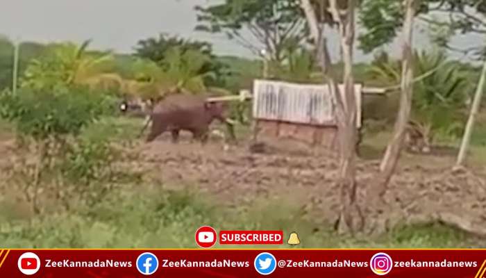 elephant creates problem in Chamarajanagar