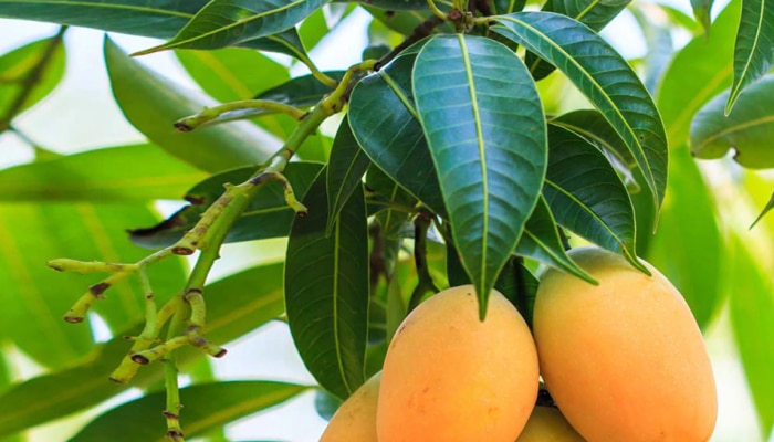 Mango Leaves: ಮಾವಿನ ಎಲೆಗಳ ಪ್ರಯೋಜನ ತಿಳಿದರೆ ಅಚ್ಚರಿ ಪಡುವಿರಿ
