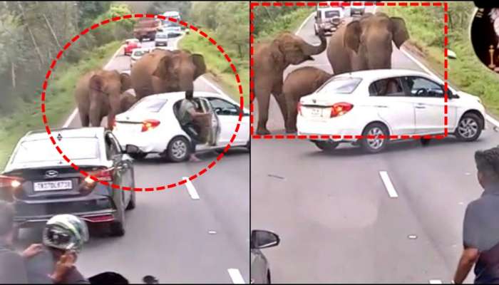 Elephant Attack on vehicles in Chamarajanagar 