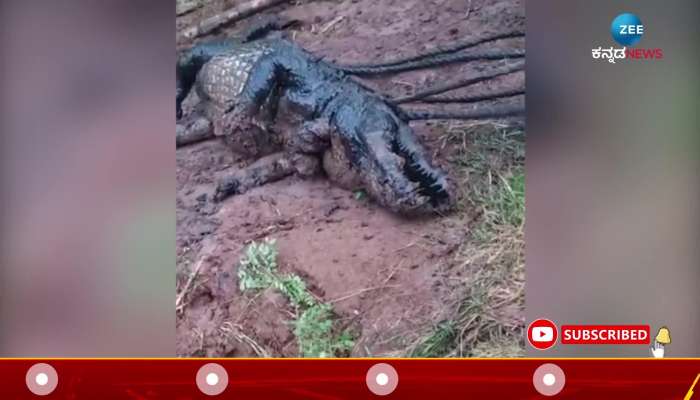 Crocodile in katrala village in kagavada 