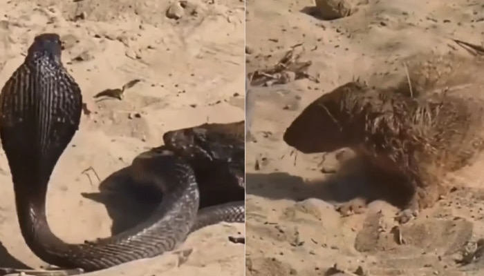 Cobra VS Mongoose: ಹಾವು ಮುಂಗುಸಿಯ ನಡುವೆ ಭೀಕರ ಕಾಳಗ, ಗೆದ್ದಿದ್ದು ಯಾರು? ವಿಡಿಯೋ ನೋಡಿ