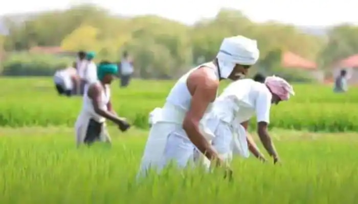 ರೈತ ಉತ್ಪಾದಕರ ಸಂಸ್ಥೆಗಳಿಗೆ ಏಕರೂಪ ಬ್ರ್ಯಾಂಡ್ ರಚನೆಗೆ ಇಲ್ಲೊಂದು ಸುವರ್ಣಾವಕಾಶ  title=