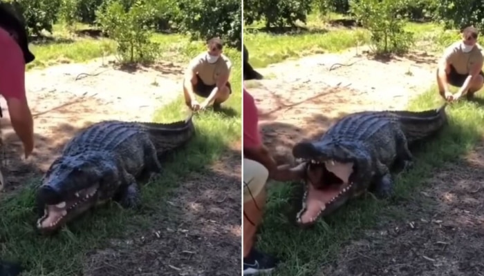 Crocodile Video: ಮೊಸಳೆ ಬಾಯಿಯಿಂದ ತನ್ನ ಸ್ನೇಹಿತನನ್ನು ಹೊರತೆಗೆದ ವ್ಯಕ್ತಿ! ವಿಡಿಯೋ ನೋಡಿ