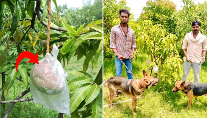 High Security For Mango Trees: ಎರಡು ಮಾವಿನ ಮರಗಳ ರಕ್ಷಣೆಗೆ 3 ಸೆಕ್ಯೂರಿಟಿ ಗಾರ್ಡ್ ಹಾಗೂ 6 ನಾಯಿಗಳ ನಿಯೋಜನೆ, ಕಾರಣ ರೋಚಕವಾಗಿದೆ