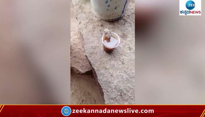Lizards Drinking tea in Koppal District Video Viral On Social Media