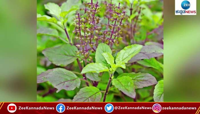 Tulsi Leaves Benefits for health 