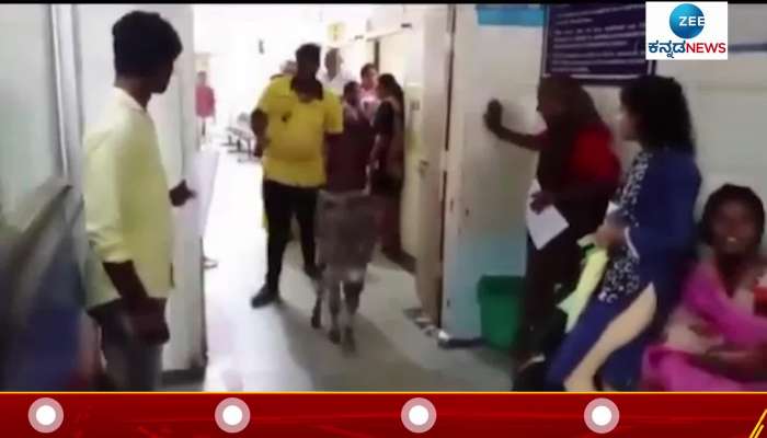 A Donkey Entry in Sindanuru Taluk Hospital Raichur District Video viral on Social Media