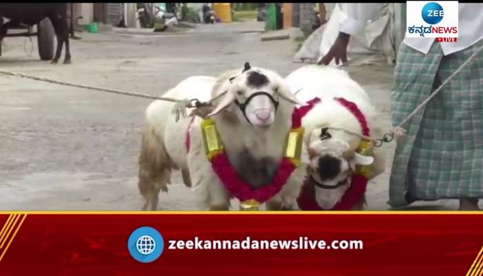 Bandur Sheep sold for 1.05 lakh rupees