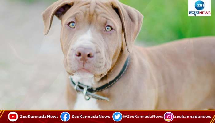 Petbull dog killed a mother at uttarpradesh
