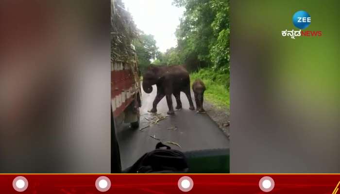 Viral Video: Elephant Eat Sugarcane to stop Lorry in mid of the road
