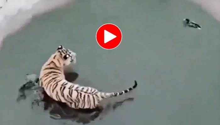 Tiger And Bird Video: ಜೀವನವಿಡಿ ಮರೆಯದ ಪಾಠ ಕಲಿಸಿ, ಹುಲಿರಾಯನ ಬೆವರಿಳಿಸಿದ ಪುಟ್ಟ ಪಕ್ಷಿ title=