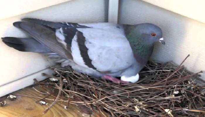 Pigeon Feather: ಪಾರಿವಾಳ ಗರಿಗಳಿಂದ ಹರಿದು ಬರುತ್ತೆ ಹಣದ ಸುರಿಮಳೆ!  title=