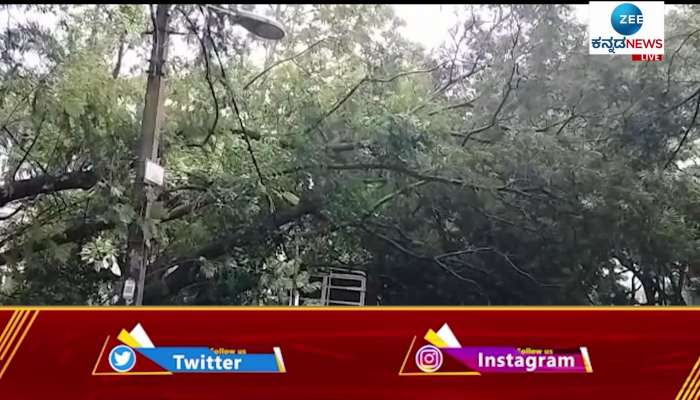 Heavy rain in Chamarahapete, huge tree fell on auto 