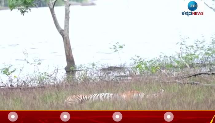Tiger in jolly mood in Kabini backwater