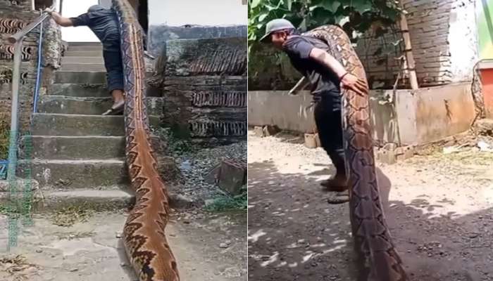 Snake: ಅಬ್ಬಬ್ಬಾ... ದೈತ್ಯ ಹೆಬ್ಬಾವನ್ನು ಹೆಗಲ ಮೇಲೆ ಹೊತ್ತೊಯ್ದ ವ್ಯಕ್ತಿ: ವಿಡಿಯೋ ನೋಡಿ 