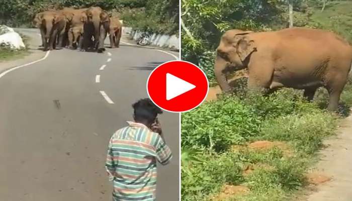 Viral Video : ಆನೆಗಳ ಹಿಂಡಿನ ಬಳಿ ಸೆಲ್ಫಿ ತೆಗೆದುಕೊಳ್ಳಲು ಹೋದ ಯುವಕನಿಗೆ ಪಾಠ ಕಲಿಸಿದ ಗಜರಾಜ 